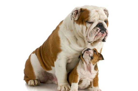 Un débat sur tous les aliments pour chiens au stade de la vie