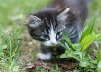 Un guide pour les amoureux des chats: 6 conseils pour passer au vert