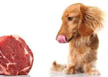 Un régime de viande crue convient-il à votre chien?