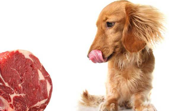 Un régime de viande crue convient-il à votre chien?