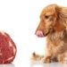 Un régime de viande crue convient-il à votre chien?