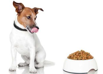 «Combien» est tout aussi important que «quoi» vous nourrissez votre chien