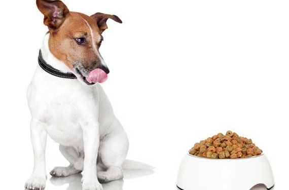 «Combien» est tout aussi important que «quoi» vous nourrissez votre chien