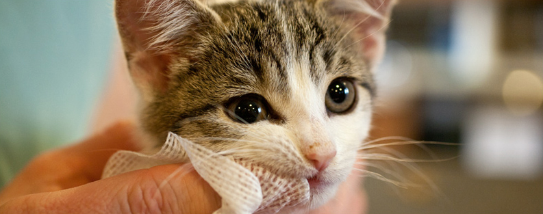 Procédure de nettoyage des dents de chat