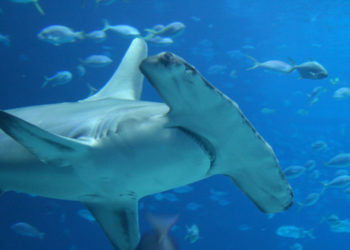 Requins marteaux – Faits, informations et habitat