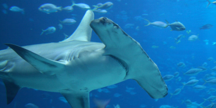Requins marteaux – Faits, informations et habitat