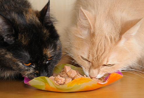 Quelle quantité de nourriture un chat doit-il manger ?