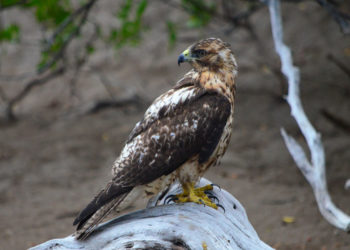 Buse des Galapagos – Faits, informations et habitat