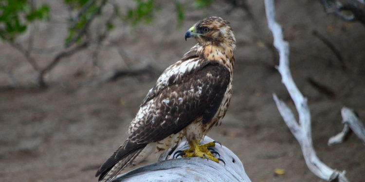 Buse des Galapagos – Faits, informations et habitat