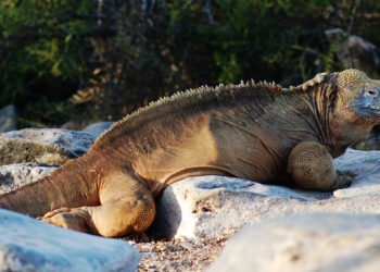 Iguane terrestre des Galapagos – Faits, taille, habitat et variations