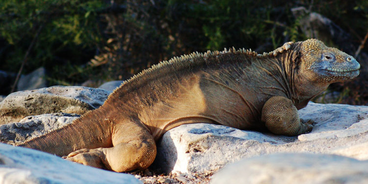 Iguane terrestre des Galapagos – Faits, taille, habitat et variations