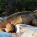 Iguane terrestre des Galapagos – Faits, taille, habitat et variations