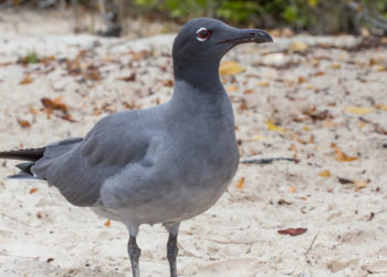 Goéland leucophée des Galapagos – Faits, informations et habitat
