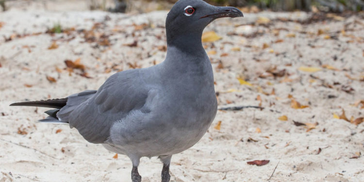 Goéland leucophée des Galapagos – Faits, informations et habitat