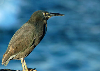 Héron des Galapagos – Faits, informations et habitat