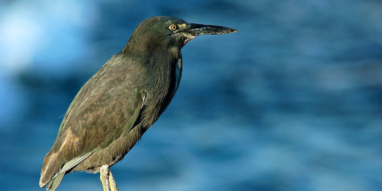 Héron des Galapagos – Faits, informations et habitat