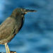 Héron des Galapagos – Faits, informations et habitat