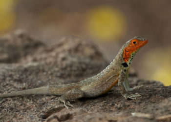Lézard des Galapagos – Faits, informations et habitat