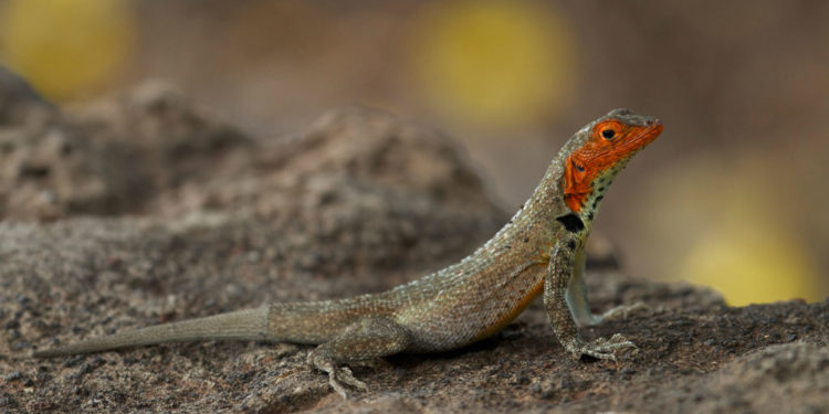 Lézard des Galapagos – Faits, informations et habitat