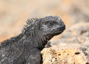 Iguane marin des Galapagos – Faits, informations et habitat