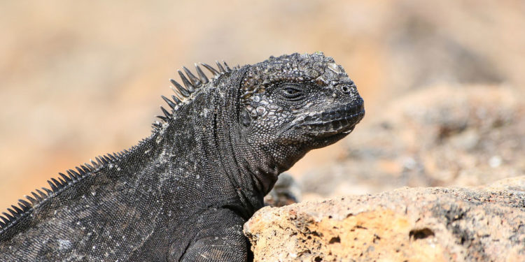 Iguane marin des Galapagos – Faits, informations et habitat