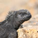Iguane marin des Galapagos – Faits, informations et habitat