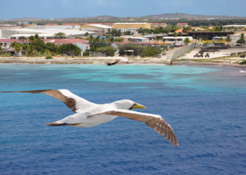 Fous masqués des Galapagos – Faits, habitat et informations