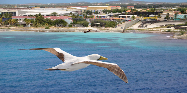 Fous masqués des Galapagos – Faits, habitat et informations