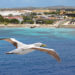 Fous masqués des Galapagos – Faits, habitat et informations