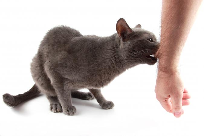 Directives pour le traitement des morsures de chat