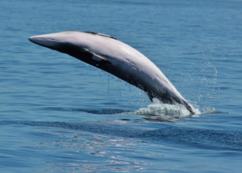 Petit rorqual des Galapagos – Faits, habitat et informations