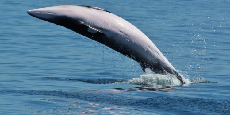 Petit rorqual des Galapagos – Faits, habitat et informations