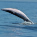 Petit rorqual des Galapagos – Faits, habitat et informations