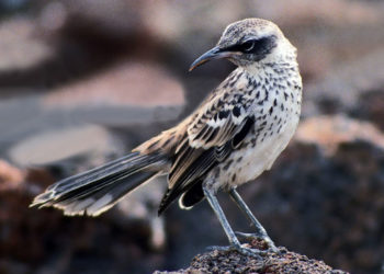 L’oiseau moqueur des Galápagos – Faits, informations et habitat