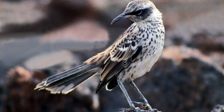 L’oiseau moqueur des Galápagos – Faits, informations et habitat