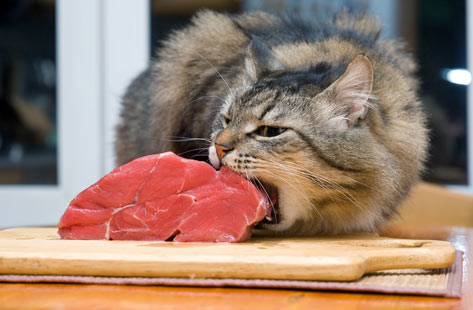 Les chats peuvent manger de la viande crue