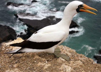 Fauconnier des Galapagos Nazca – Faits, informations et habitat