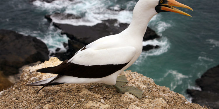Fauconnier des Galapagos Nazca – Faits, informations et habitat