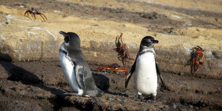 Pingouin des Galápagos – Faits, alimentation et informations sur l’habitat