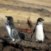 Pingouin des Galápagos – Faits, alimentation et informations sur l’habitat