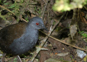 Râle des Galápagos – Faits, alimentation et informations sur l’habitat