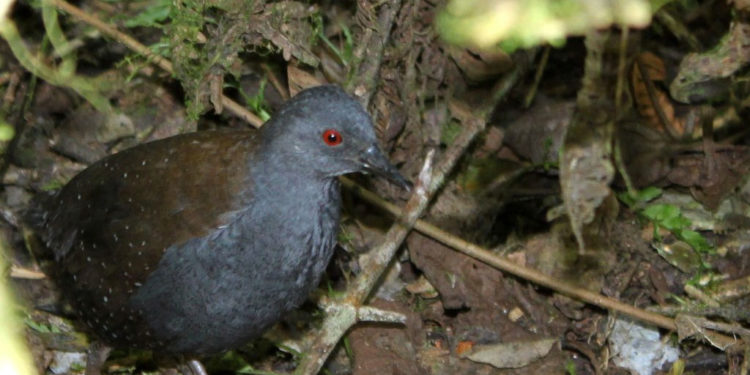Râle des Galápagos – Faits, alimentation et informations sur l’habitat