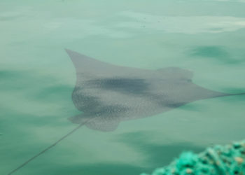 Raies des Galapagos – Faits, alimentation et informations sur l’habitat