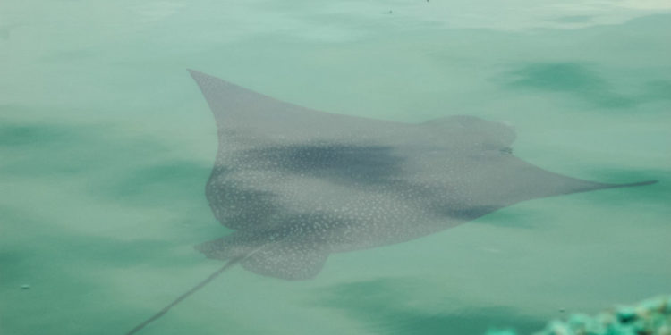 Raies des Galapagos – Faits, alimentation et informations sur l’habitat