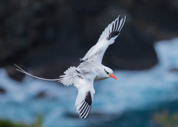 Oiseau tropical à bec rouge des Galapagos