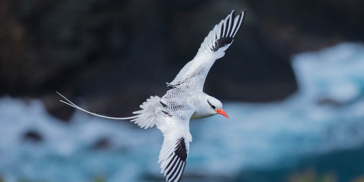 Oiseau tropical à bec rouge des Galapagos
