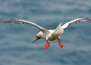 Fou à pieds rouges – Faits, alimentation et informations sur l’habitat