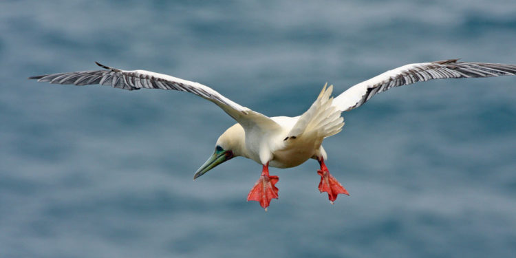 Fou à pieds rouges – Faits, alimentation et informations sur l’habitat