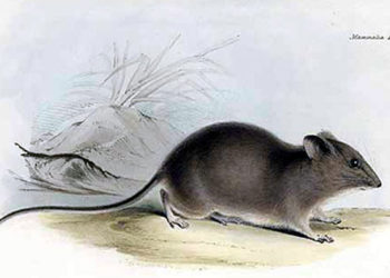 Rat de rizière des Galapagos – Faits, alimentation et informations sur l’habitat
