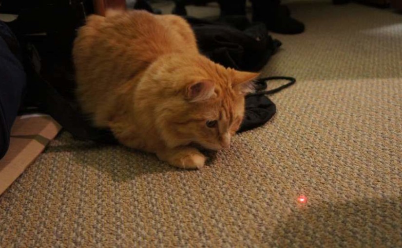 Les pointeurs laser sont-ils efficaces pour les chats ?